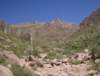 thedesertalive_small.jpg