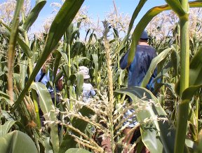 corn2