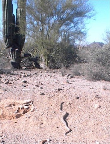awarattlesnake.jpg